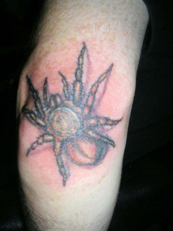 spider tattoo