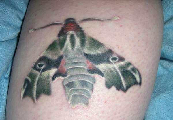 Willow-herb hawk moth tattoo