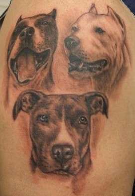 Dave's Pitbulls tattoo