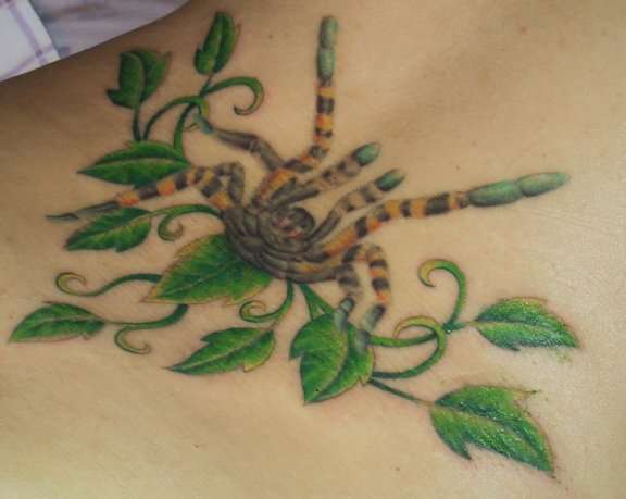 Poecilotheria regalisTat tattoo