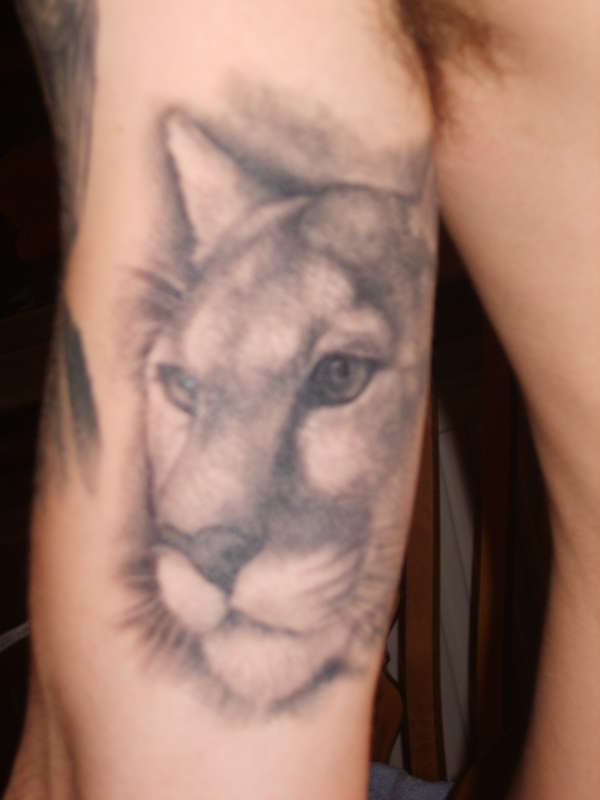 Mountain Lion tattoo