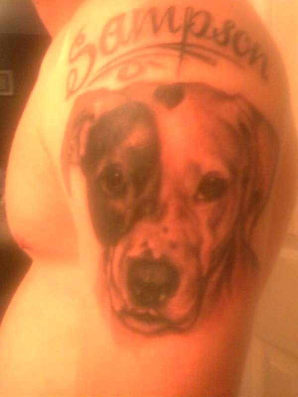pitbull portrait (sampson) tattoo