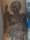 J.R. tattoo