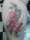 toomanytatts tattoo