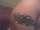 Tracy tattoo