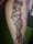 C.H.U.D. tattoo