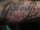 joe perez tattoo