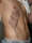 Ink2thebone tattoo