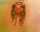 jeremy steiner tattoo