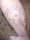 Heather tattoo