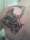 eva tattoo