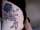 Sarah tattoo