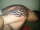 sharpy tattoo