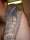 jaybird tattoo