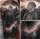 Don S tattoo