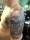 Don S tattoo