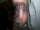 big lal tattoo