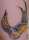 Jabbatron tattoo