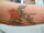 Megs tattoo