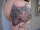 TipTopTattoosRox tattoo