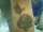 Razzatatts tattoo