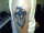 ACE_613 tattoo