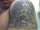 Xblackwidow20X tattoo