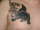 toomanytats tattoo