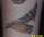 anette tattoo
