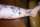 BJ tattoo