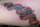 brandimonkey tattoo