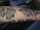 Melisha tattoo