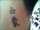 Mia tattoo