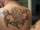 toomanytats tattoo
