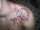 paddy tattoo