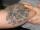 TommiCrazy tattoo