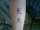 Dex tattoo