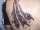 alex tattoo