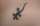 Tattoos by Derek tattoo