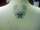 abe tattoo