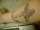 bloomers tattoo