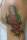 Luke tattoo