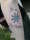 MonCalma tattoo