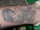 Stones Molasses tattoo