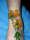 Xblackwidow20X tattoo