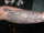 Patrice tattoo