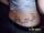 endorahora tattoo