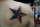 hermee tattoo