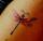 Maranda tattoo