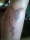 big lal tattoo
